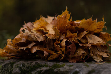 autumn in the forest