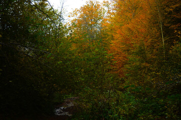 Autumn. Fall. Autumnal Park. Autumn Trees and Leaves