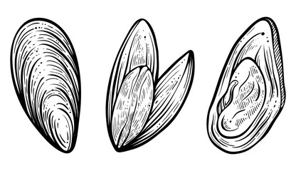Set of mussels. Hand drawn vector