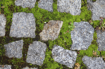 Fototapeta premium moss on stone
