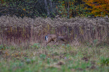 Fallow deer buck in the forest
