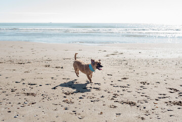 Dog on the beach