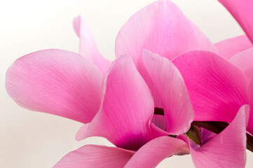 Fototapeta na wymiar ピンクのシクラメンの花びらのクローズアップ