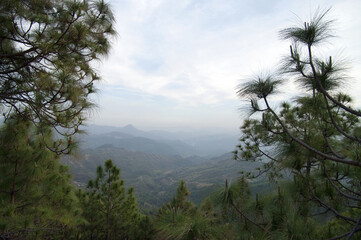pine trees in the indian himalayas
