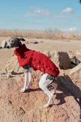 A little whippet in a red jacket on the beach.