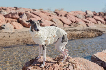 A little whippet in a white jacket on the beach

