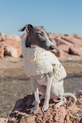 A little whippet in a white jacket on the beach

