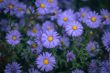 Fototapeta premium daisies in a field