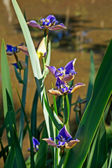 Walking Iris flowers (Neomarica caerulea) on garden, Rio, Brazil