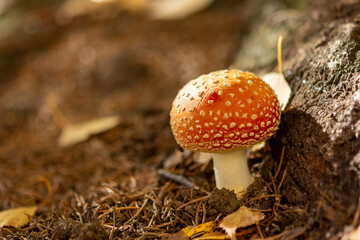 yellow leaves on a tree