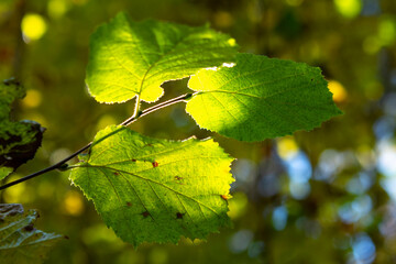 yellow leaves on a tree
