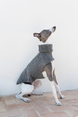A whippet in a gray jacket