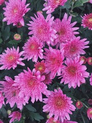 Pink chrysanthemum flowers in the garden. Green foliage. Nature background. Texture. Drops after rain on petals