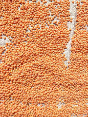 The lentil is an edible legume. It is an annual plant known for its lens-shaped seeds.