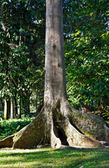 Tabular roots on tropical rainforest, Rio, Brazil 