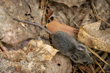Small gray mouse among fallen leaves on the ground
