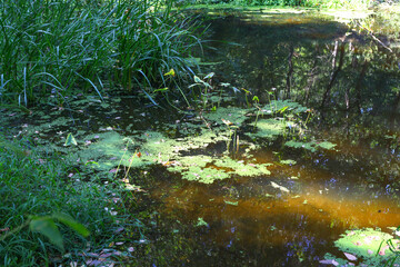 quiet stagnant water in a swamp with green duckweed