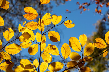 yellow leaves on a tree