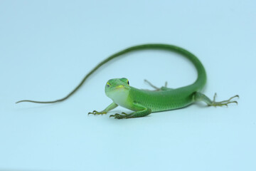 An Emerald Tree Skink (Lamprolepis smaragdina) is sunbathing before starting its daily activities.