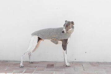 A whippet in a gray jacket

