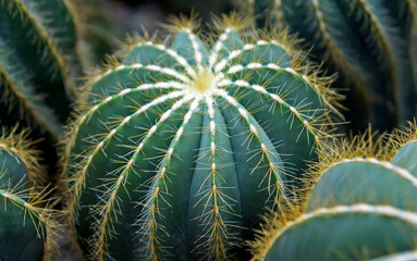 Cactus in the garden, Rio de Janeiro, Brazil 