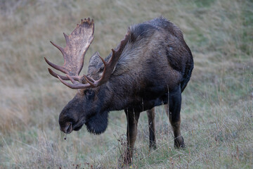 Grazing bull moose.