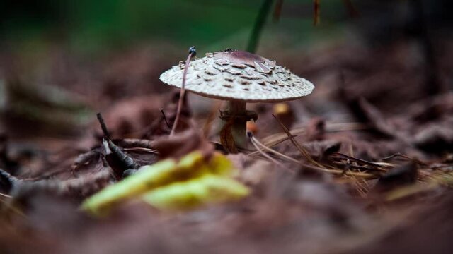 Macrolepiota procera. Mushroom in the forest with dark brown plates on the cap