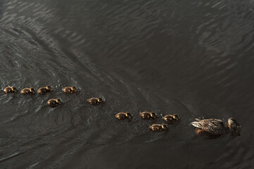 duck family in water
