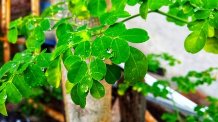 Moringa leaves 