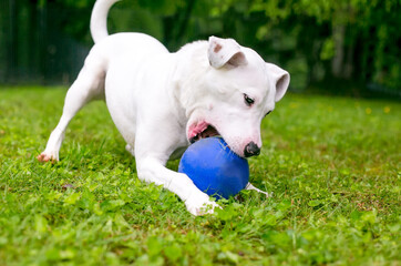 A white mixed breed dog playing with a ball outdoors