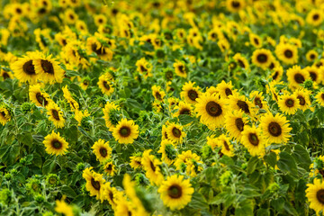 beautiful sunflower field