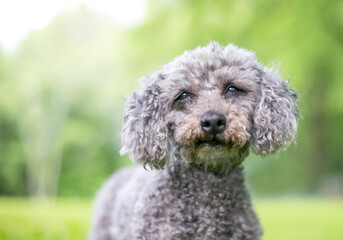 A gray Miniature Poodle mixed breed dog