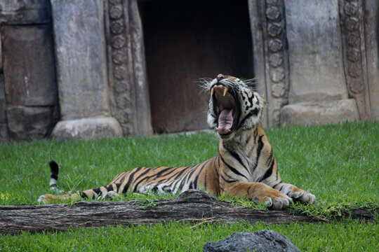 Tigre bostezando, foto captada con telezoom.