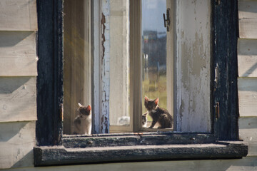 Kittens in the window of an abandoned house. Abandoned kittens in old house. Poor hungry kittens.