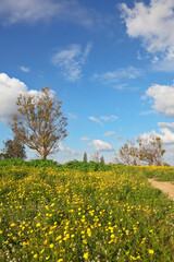 Wonderful blossoming spring field.