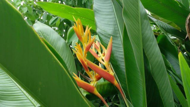 Beautiful Heliconia psittacorum plants growth in nature garden, dimly light. Selective focus. Spring time. Natural background.