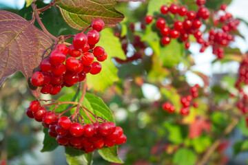 Viburnum (viburnum opulus) berries and leaves outdoor in autumn fall. Bunch of red viburnum berries on a branch. Red viburnum vulgaris branch in the garden