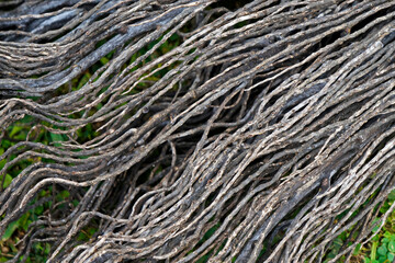 Palm tree fibers texture background 