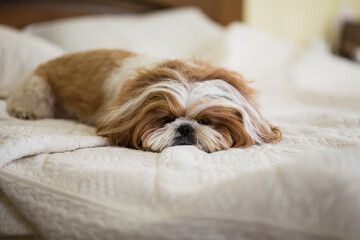 Funny shih tzu dog resting on the bed. cute dog sleeping on the bed.