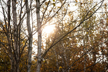 Sunset peeking through the branches of a birch tree in fall