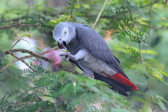 The beauty of an African Gray Parrot (Psittacus erithacus).