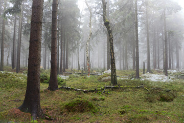 Foggy coniferous forest in Czech Republic. Lusatian Mountains, Czech Republic. Late autumn in european forest.