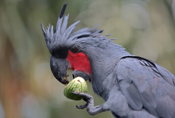 A palm cockatoo is eating eggplants. This large bird has the scientific name Probosciger aterrimus.