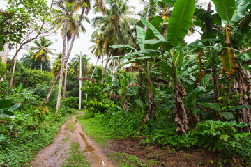 Fototapeta na wymiar Tropical landscape with an empty trail