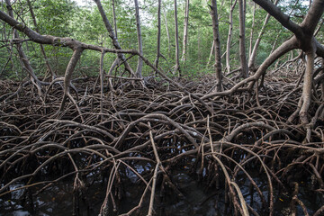 Wild rainforest landscape, mangrove trees