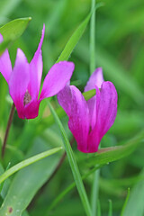 Pink Cyclamen flower in Spring	