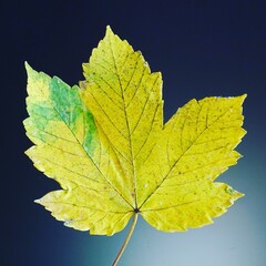 yellow maple leaf