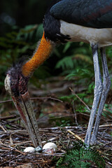 A lesser adjutant mother (Leptoptilos javanicus) is looking after the eggs and their newly hatched...