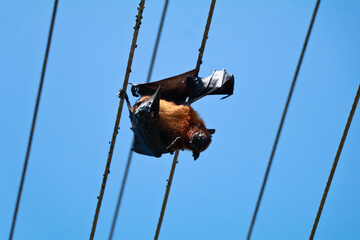 Bat died due to electrical shock hanging in the electric line