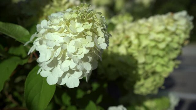 Beautiful white-green flowers of hydrangea paniculata in the sunbeams close-up.Flowering bushes in a summer garden. 4K.